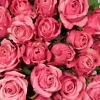 Rožinės spalvos rožės pristatymas Vilniuje internetu gera kaina