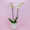 Balta orchidėja baltos matinės spalvos keramikiniame vazone