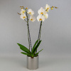 Balta orchidėja sidabrinės spalvos keramikiniame vazone