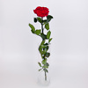 Raudona stabilizuota rožė
