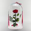 Raudona mieganti rožė po stikliniu gaubtu