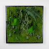 Preserved plants and moss picture