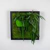 Preserved moss and plant picture
